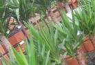 Wahringplant-nursery-10.jpg; ?>